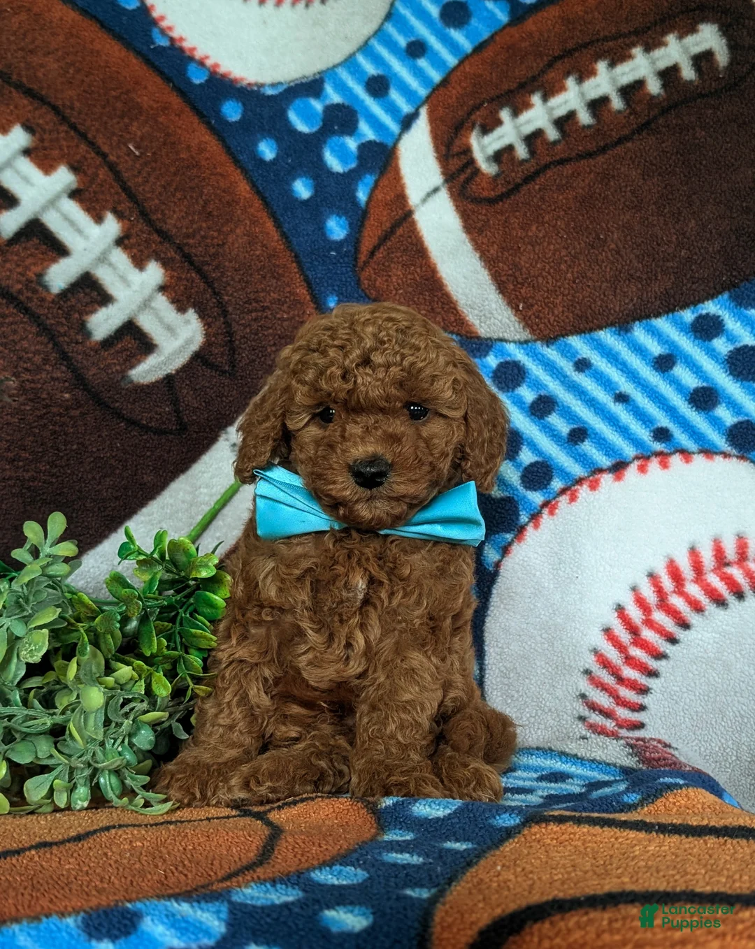 Miniature Poodle dogs for sale: Lincoln - Ad 2