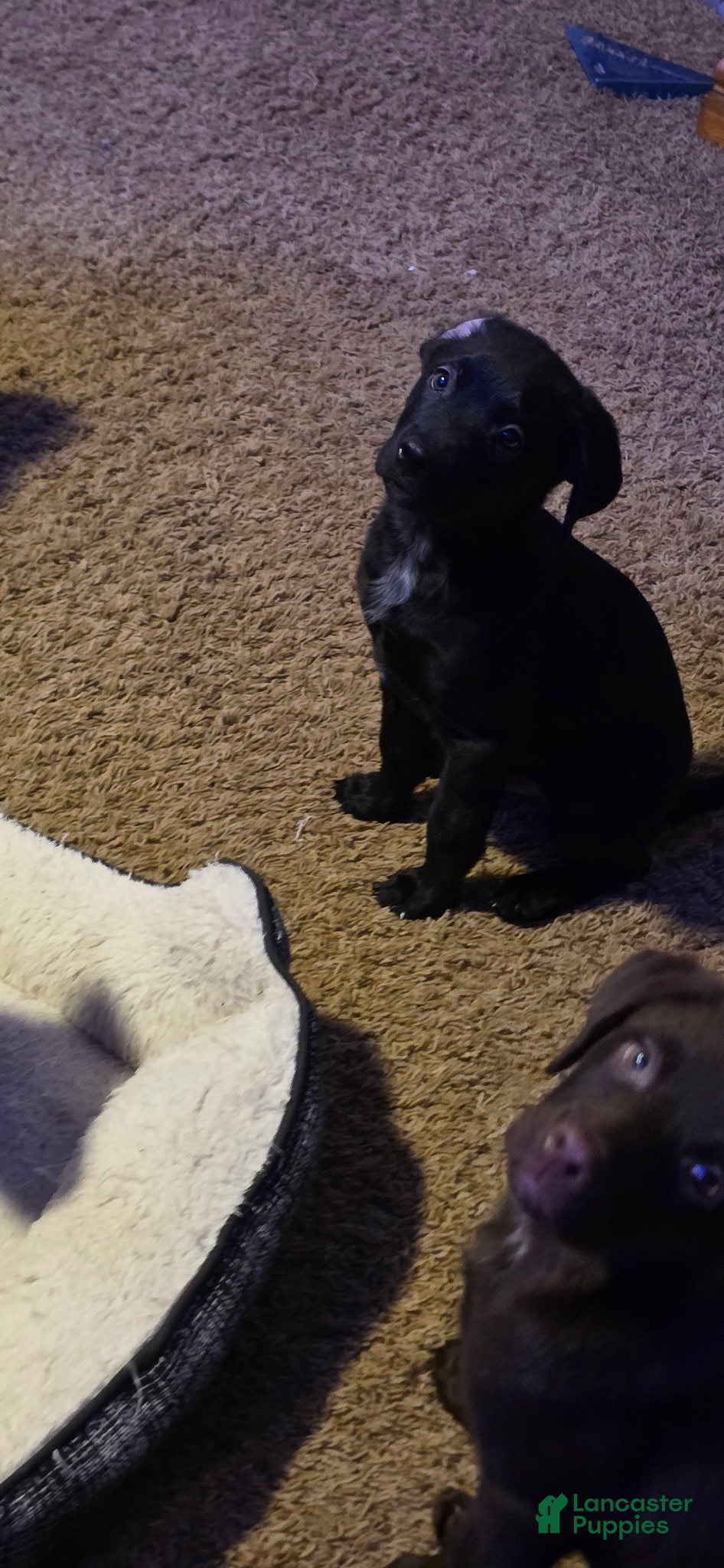 Mixed Breed dogs for sale: Solo - Ad 1