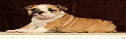 English Bulldog dogs for sale: Skye - Ad 8