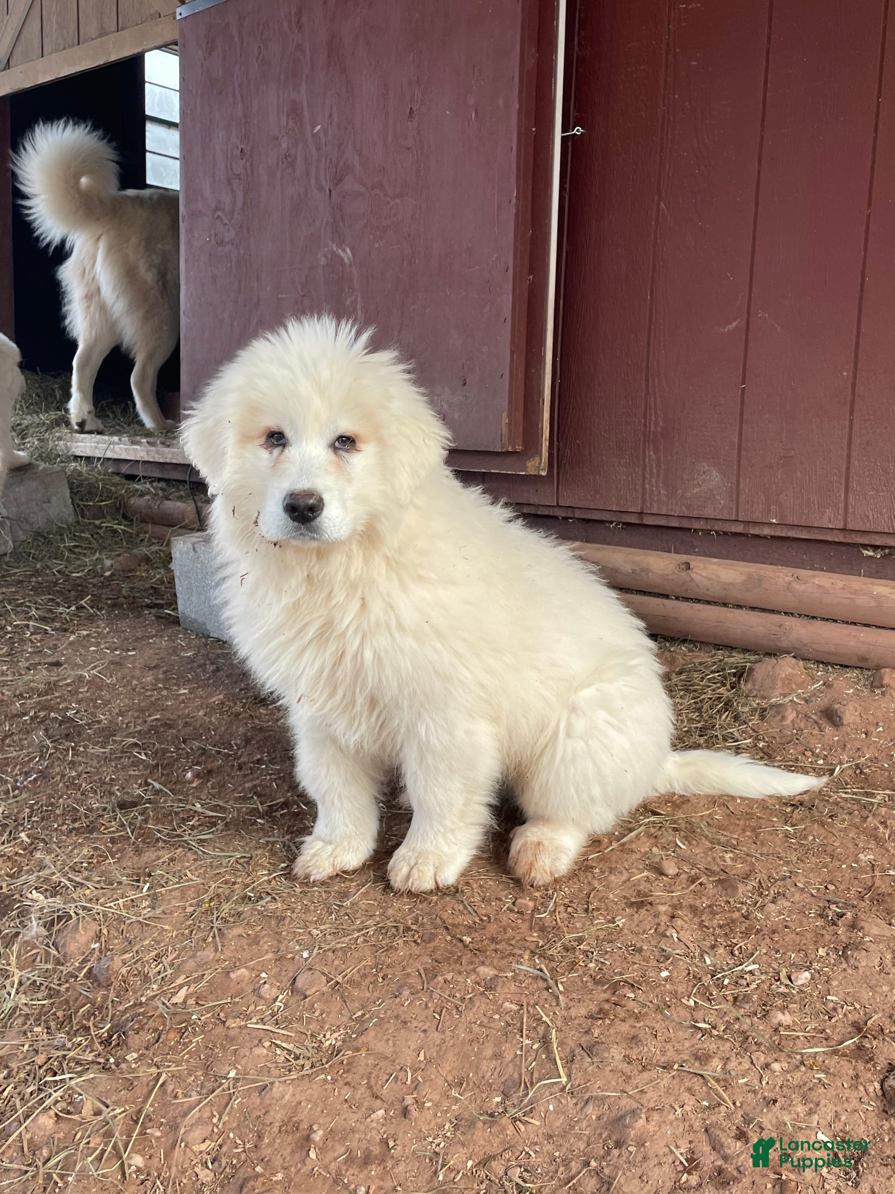 Mixed Breed dogs Jake  - Ad 1