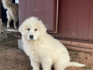 Mixed Breed dogs for sale: Jake - Ad 2