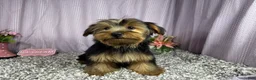 Yorkshire Terrier dogs for sale: Yorkshire Terrier 2 - Ad 2