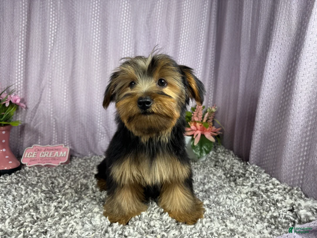 Yorkshire Terrier dogs for sale: Yorkshire Terrier 2 - Ad 2