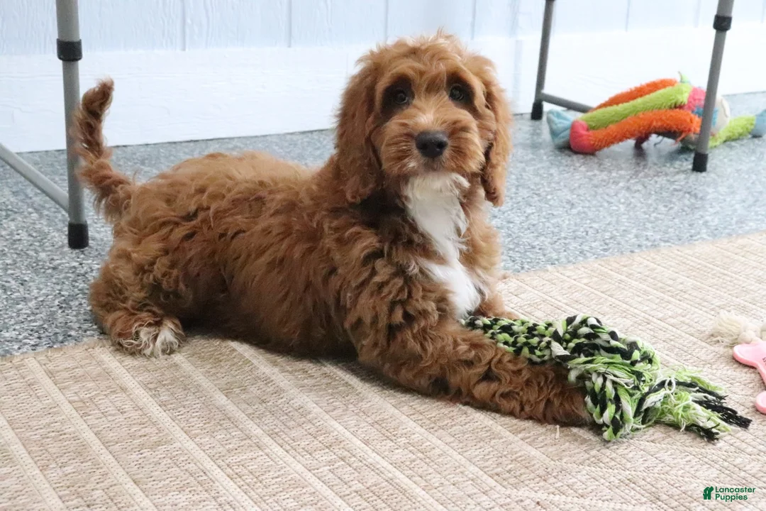 Mini Goldendoodle dogs for sale: Clinton - Ad 2
