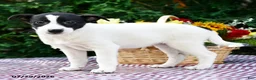Mixed Breed dogs for sale: Chelsy - Ad 2