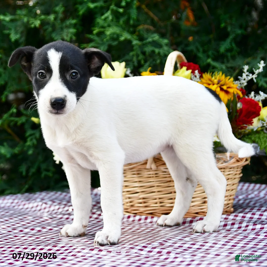 Mixed Breed dogs for sale: Chelsy - Ad 2