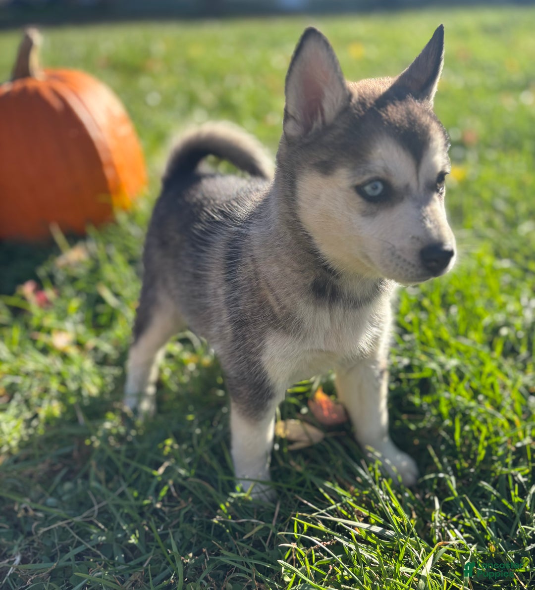 Pomsky dogs for sale: Sophie - Ad 3