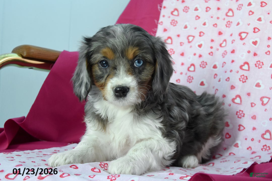 Cavapoo dogs for sale: Rosanna - Ad 1
