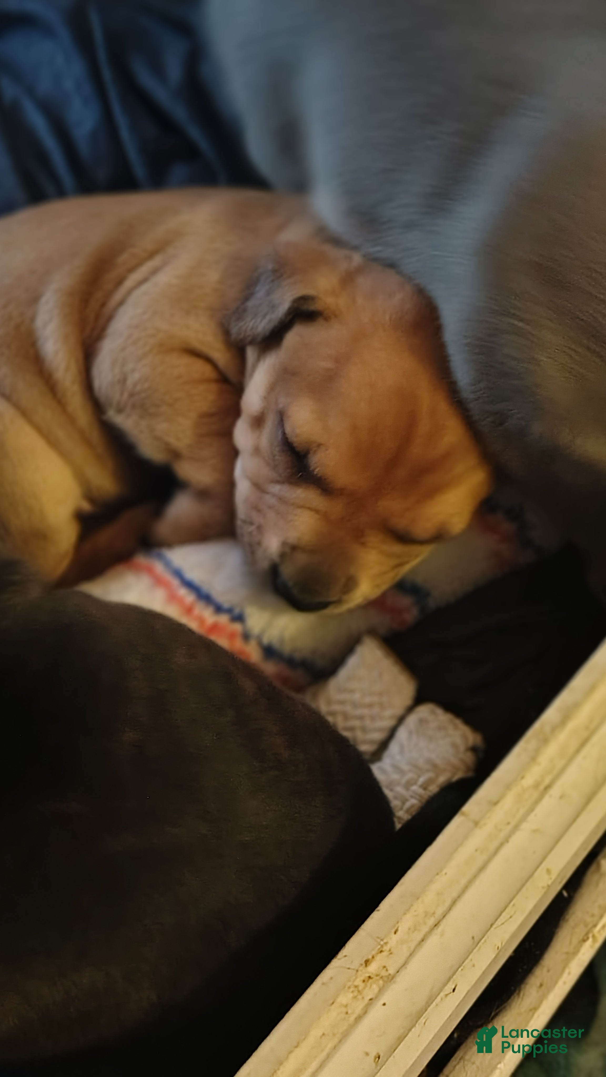 Mixed Breed dogs Mouthy - Ad 31