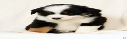Miniature Australian Shepherd dogs for sale: Peter - Ad 6