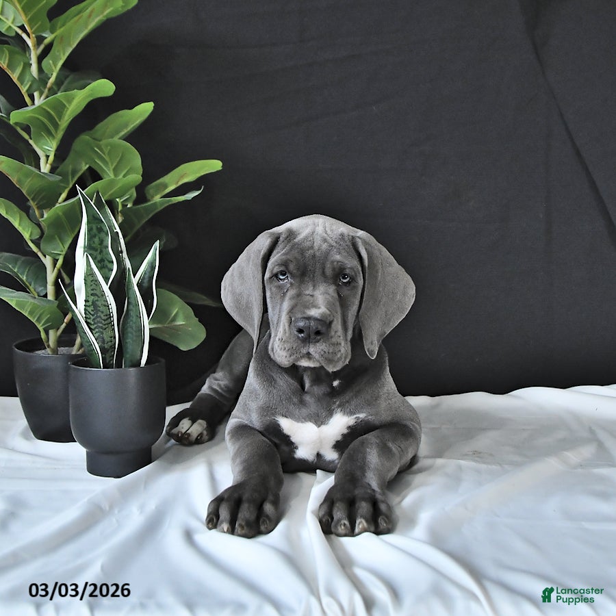Great Dane dogs Lewis - Ad 2