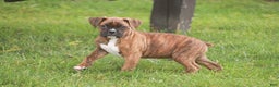 Boxer dogs for sale: Tucker - Ad 4
