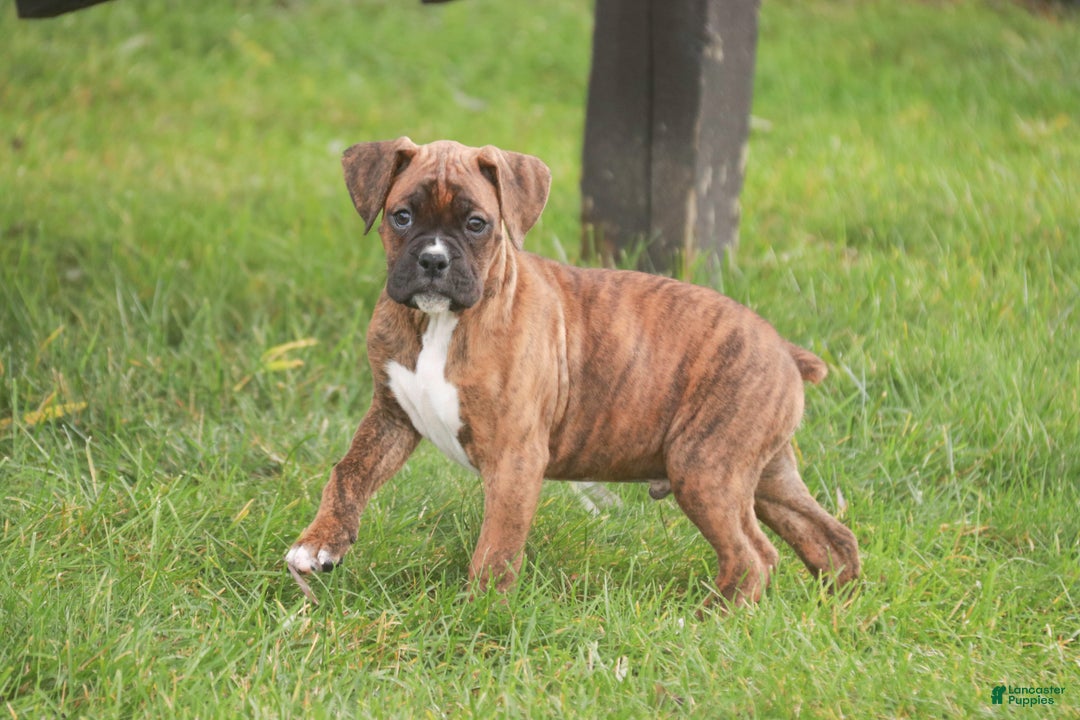 Boxer dogs for sale: Tucker - Ad 4