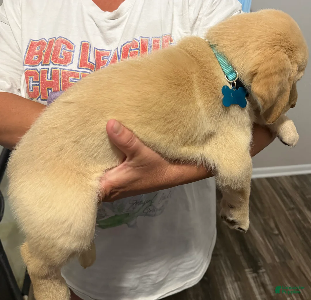 Labrador Retriever dogs for sale: Lab Puppy 1 - Light Blue Collar  - Ad 2