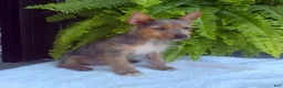 Yorkshire Terrier dogs for sale: Tinker - Ad 4