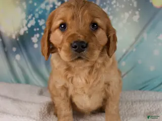 Mixed Breed dogs Jack - Ad 10