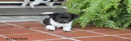 Toy Fox Terrier dogs for sale: Missy - Ad 5