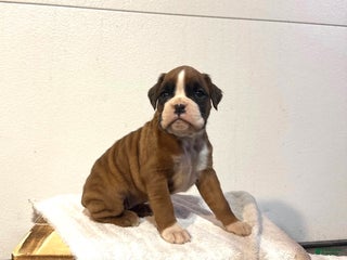 Boxer dogs Amy - Ad 25