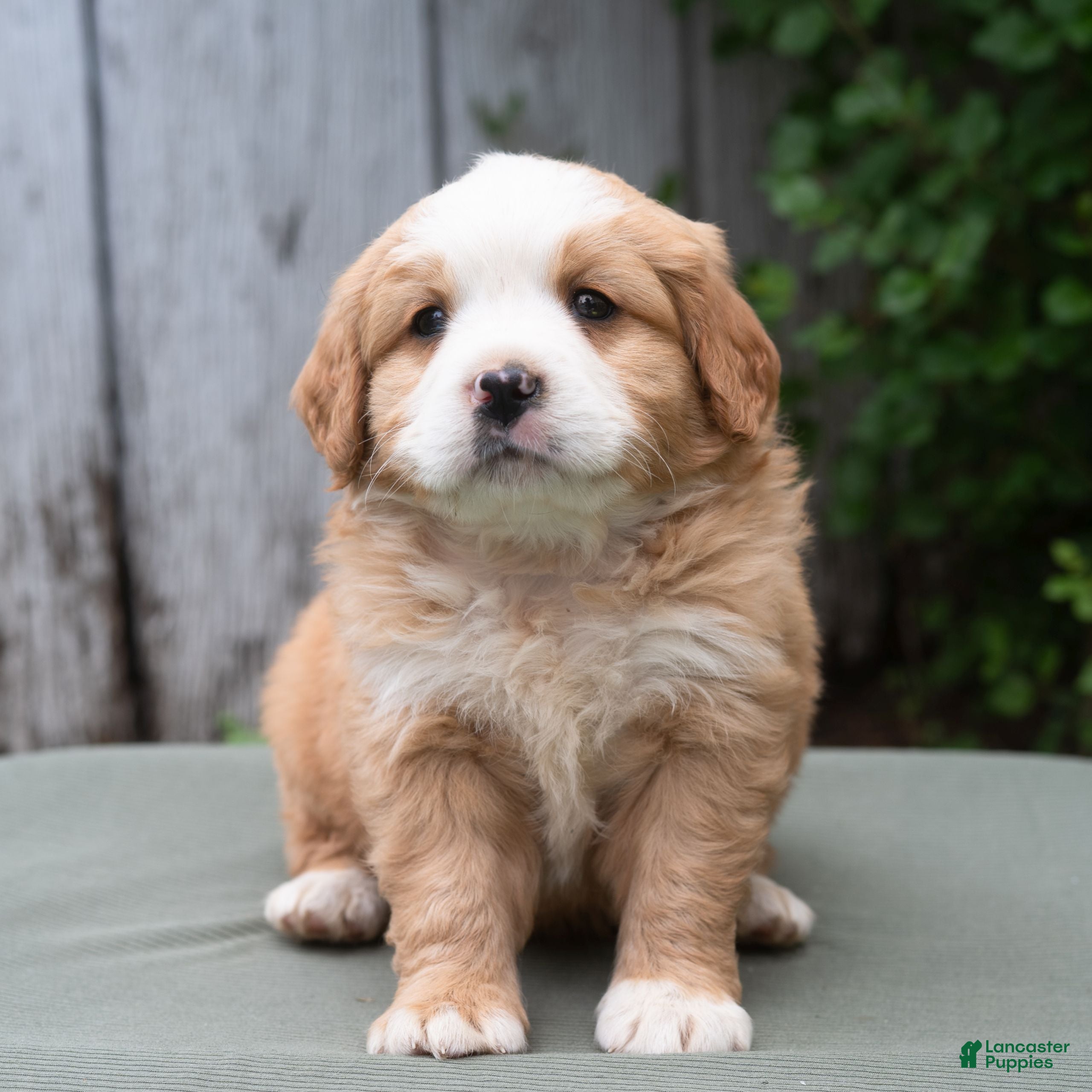 Miniature Bernese Mountain Dog dogs Kamden  - Ad 2