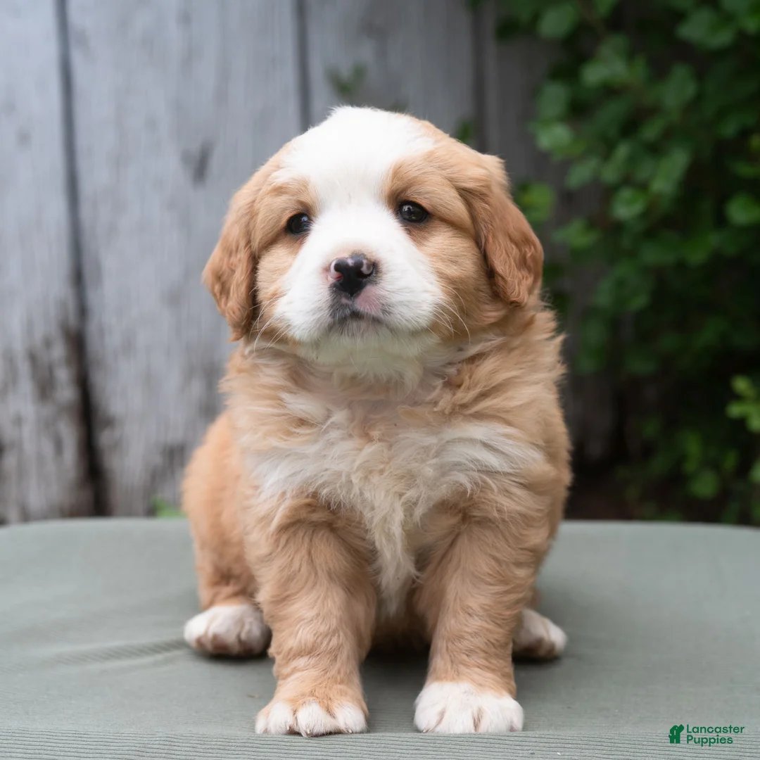 Miniature Bernese Mountain Dog dogs for sale: Kamden  - Ad 2