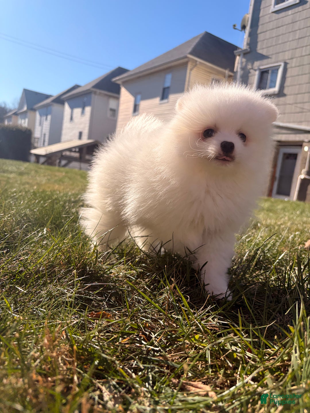 Pomeranian dogs for sale: snowy - Ad 3