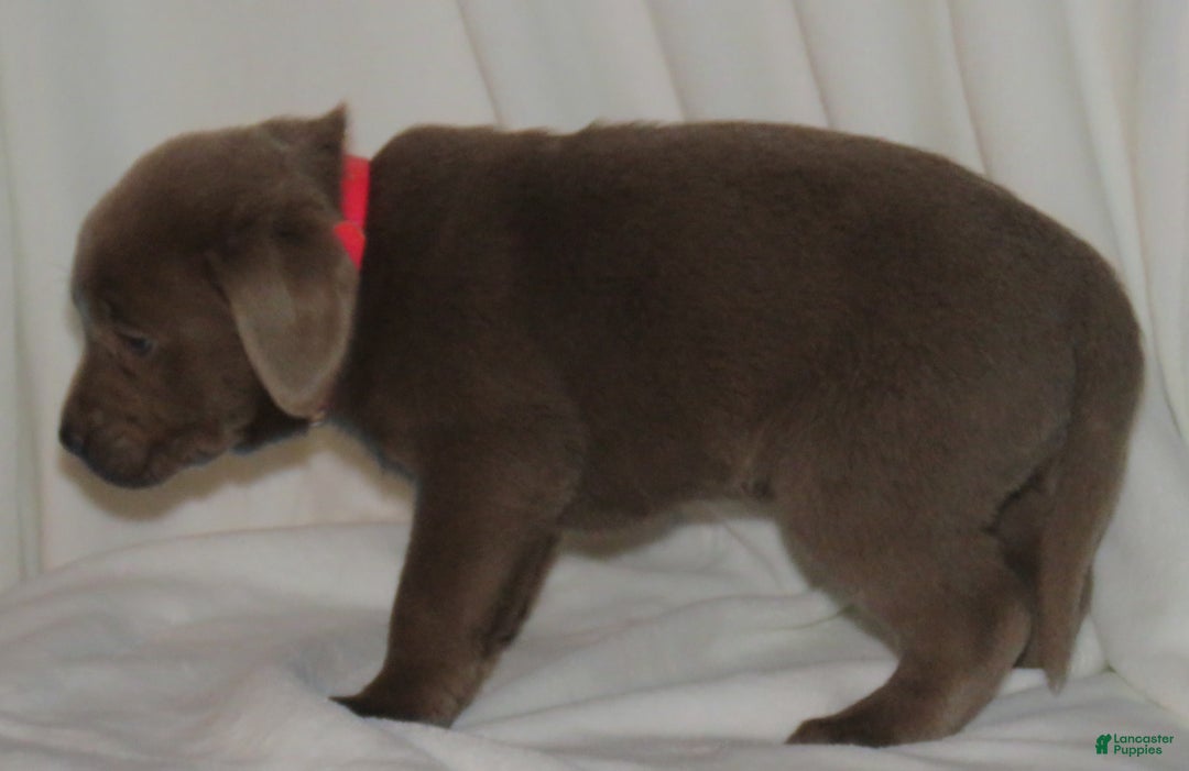 Labrador Retriever dogs for sale: Mitzi - Ad 2