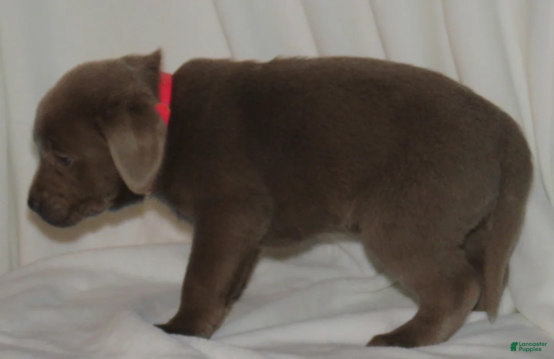 Labrador Retriever dogs for sale: Miles - Ad 9