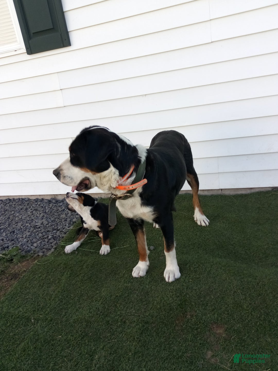 Greater Swiss Mountain Dog dogs for sale: Greater Swiss Mountain Dog Puppy 1 - Ad 4