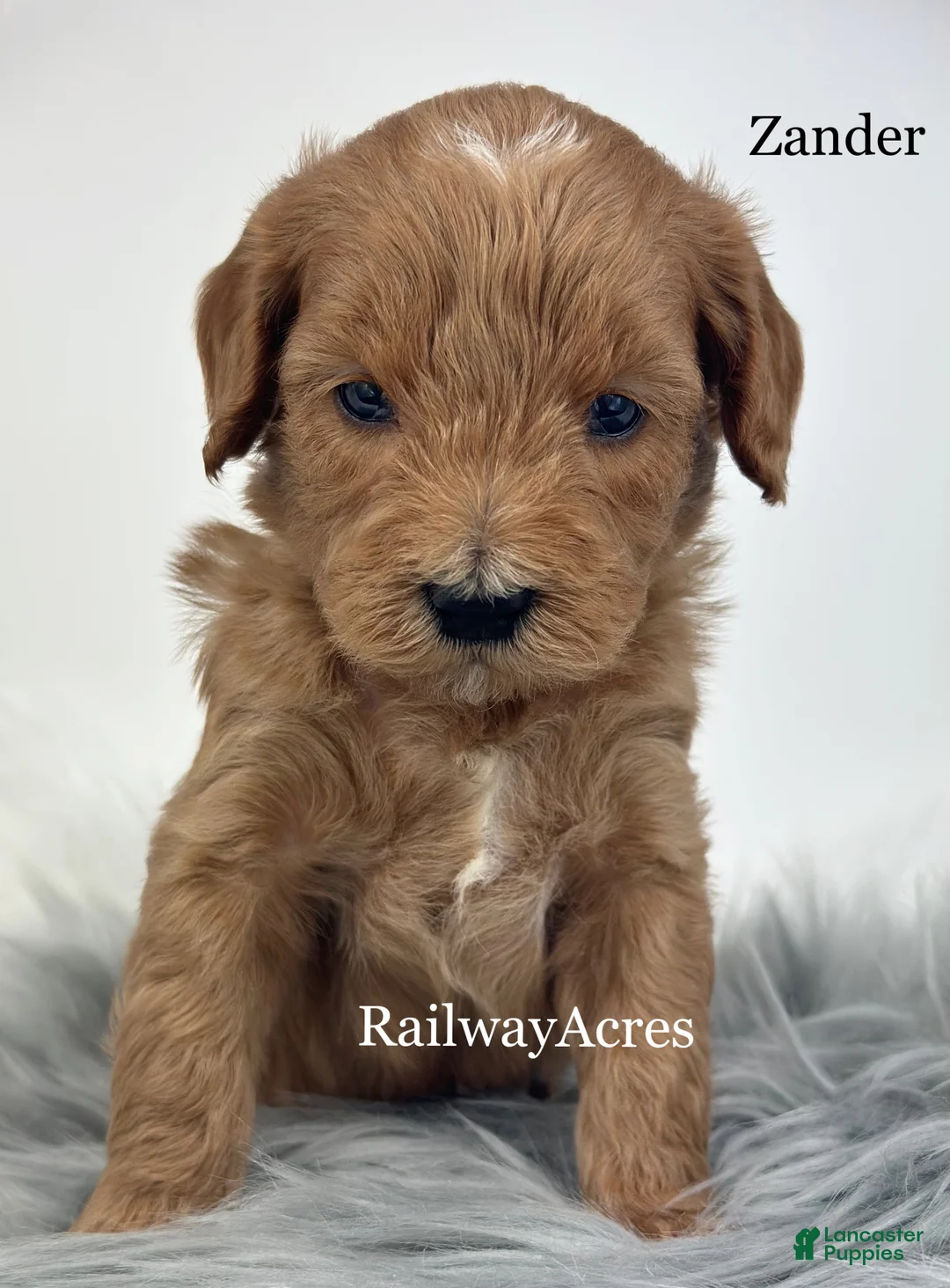 Mixed Breed dogs for sale: Zander - Ad 1