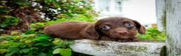 Dachshund dogs for sale: Chorizo - Ad 3