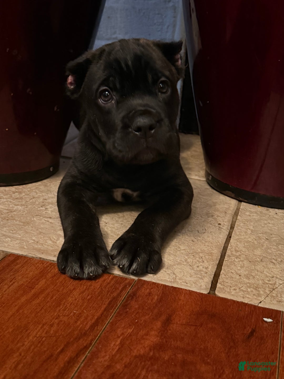 Cane Corso dogs for sale: Curry - Ad 8