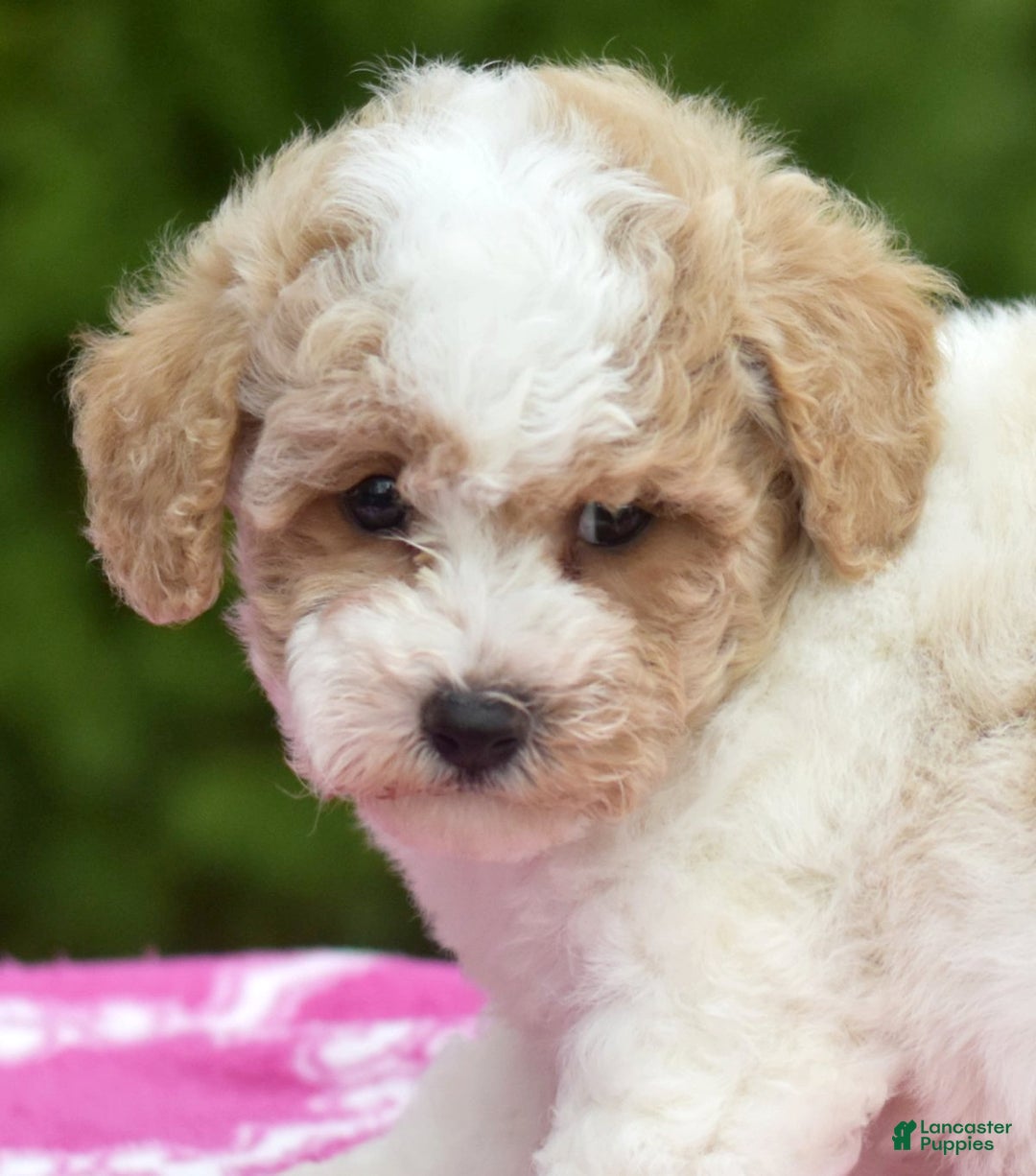 Bichpoo dogs for sale: Flint - Ad 5