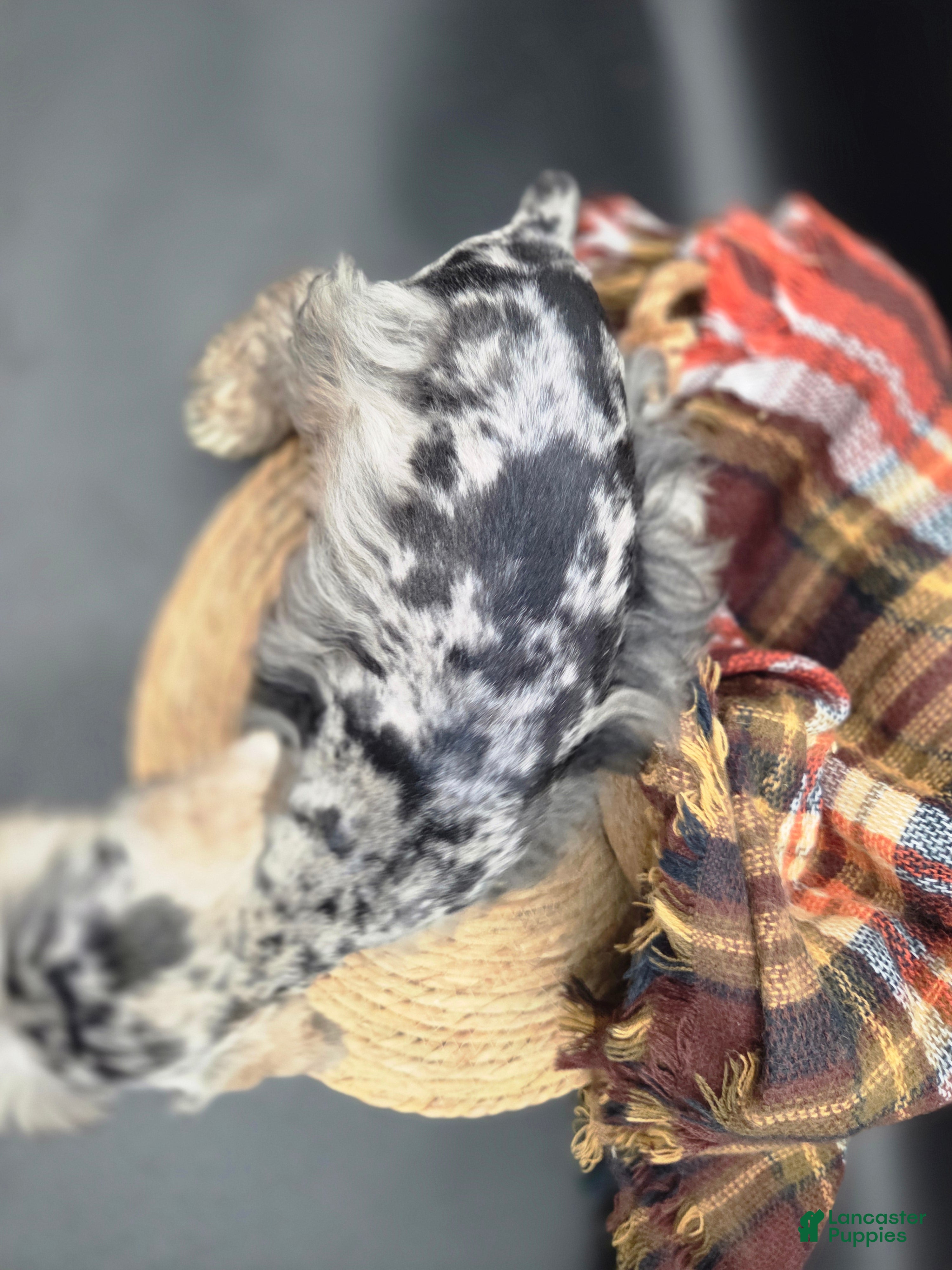 Miniature Schnauzer dogs for sale: Merle Male - Ad 2