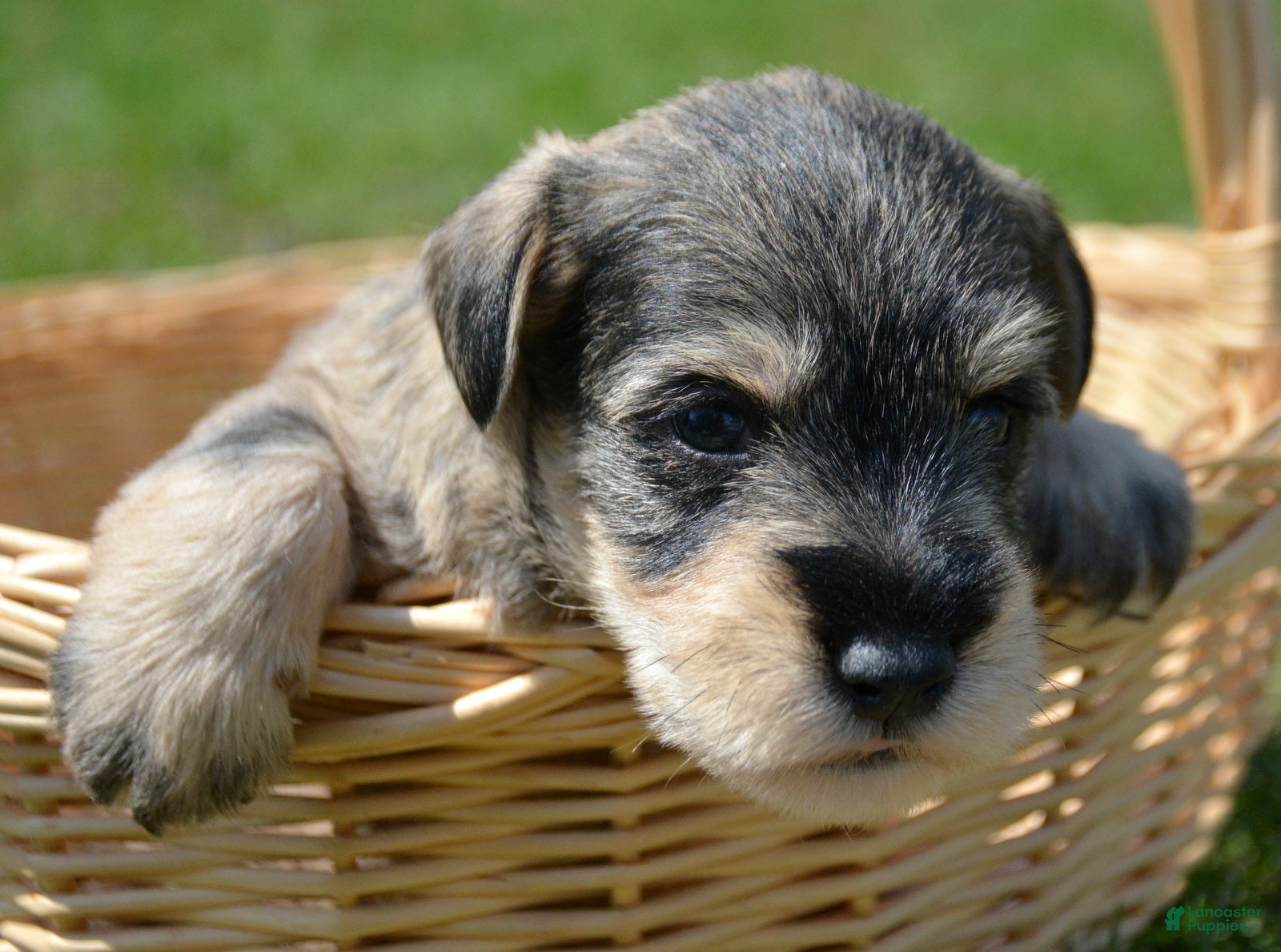 Miniature Schnauzer dogs Miniature Schnauzer Marty - Ad 33