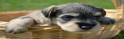 Miniature Schnauzer dogs for sale: Miniature Schnauzer Marty - Ad 4