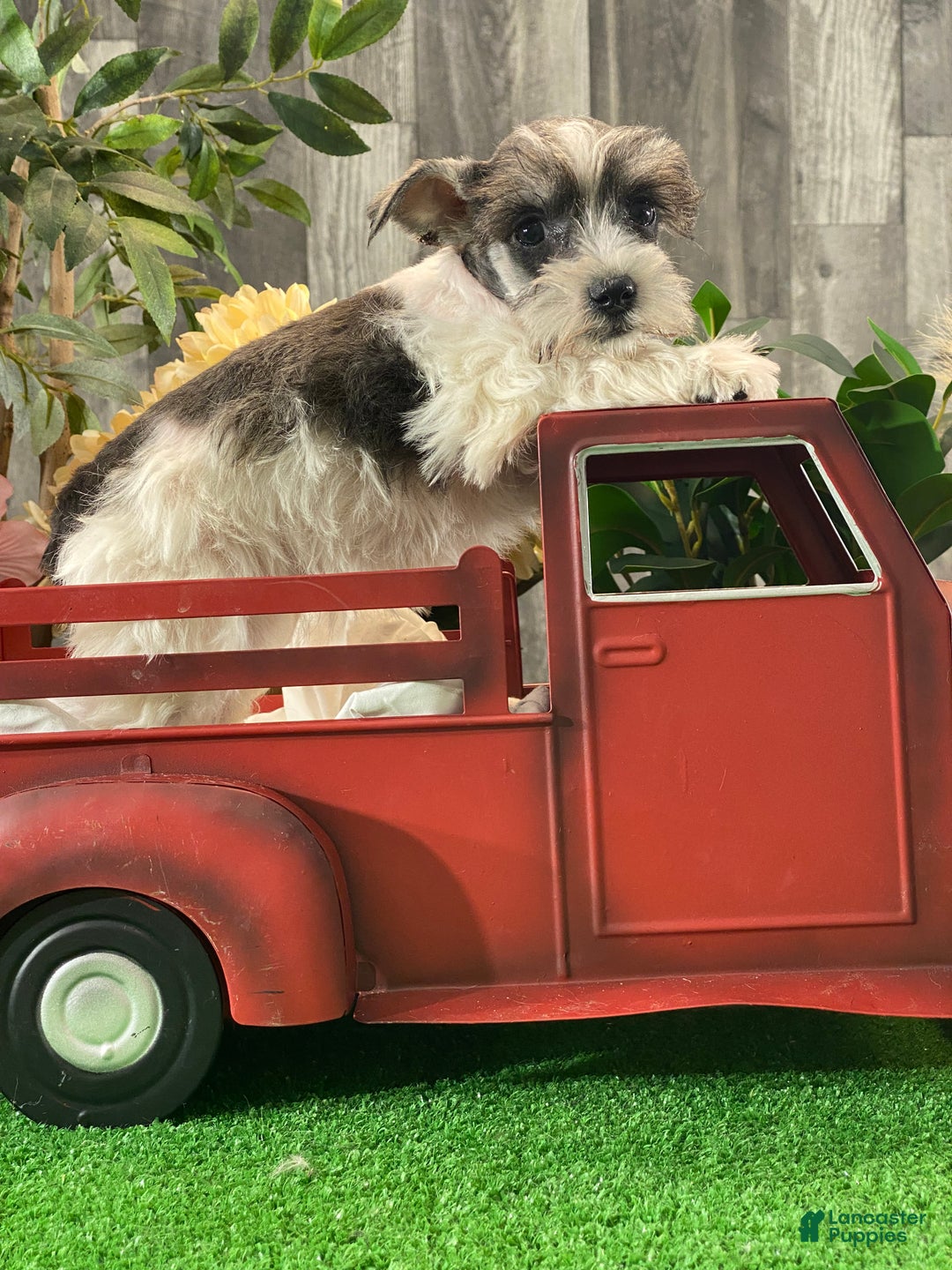 Miniature Schnauzer dogs for sale: Kate - Ad 4