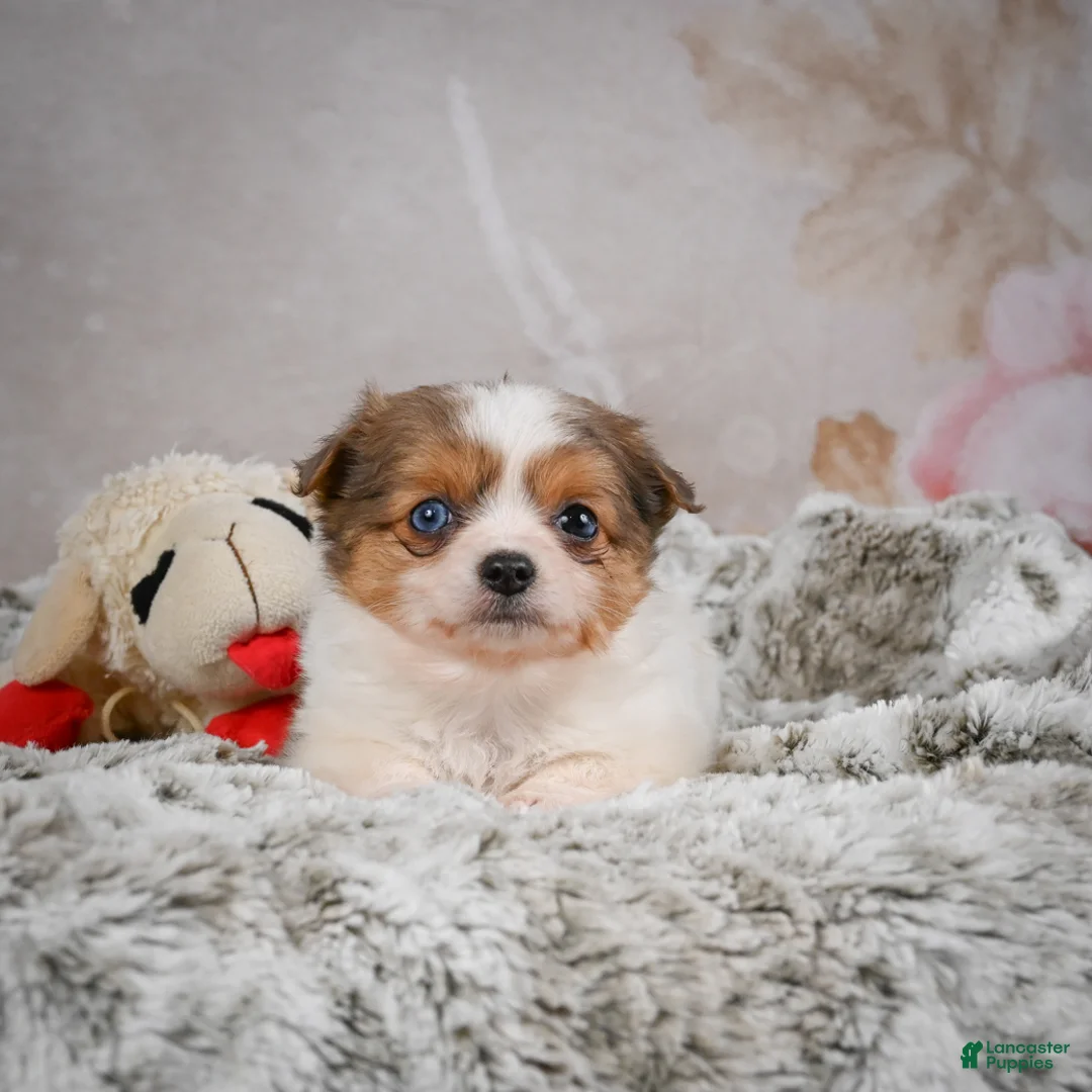 Chihuahua dogs for sale: Hunter - Ad 5