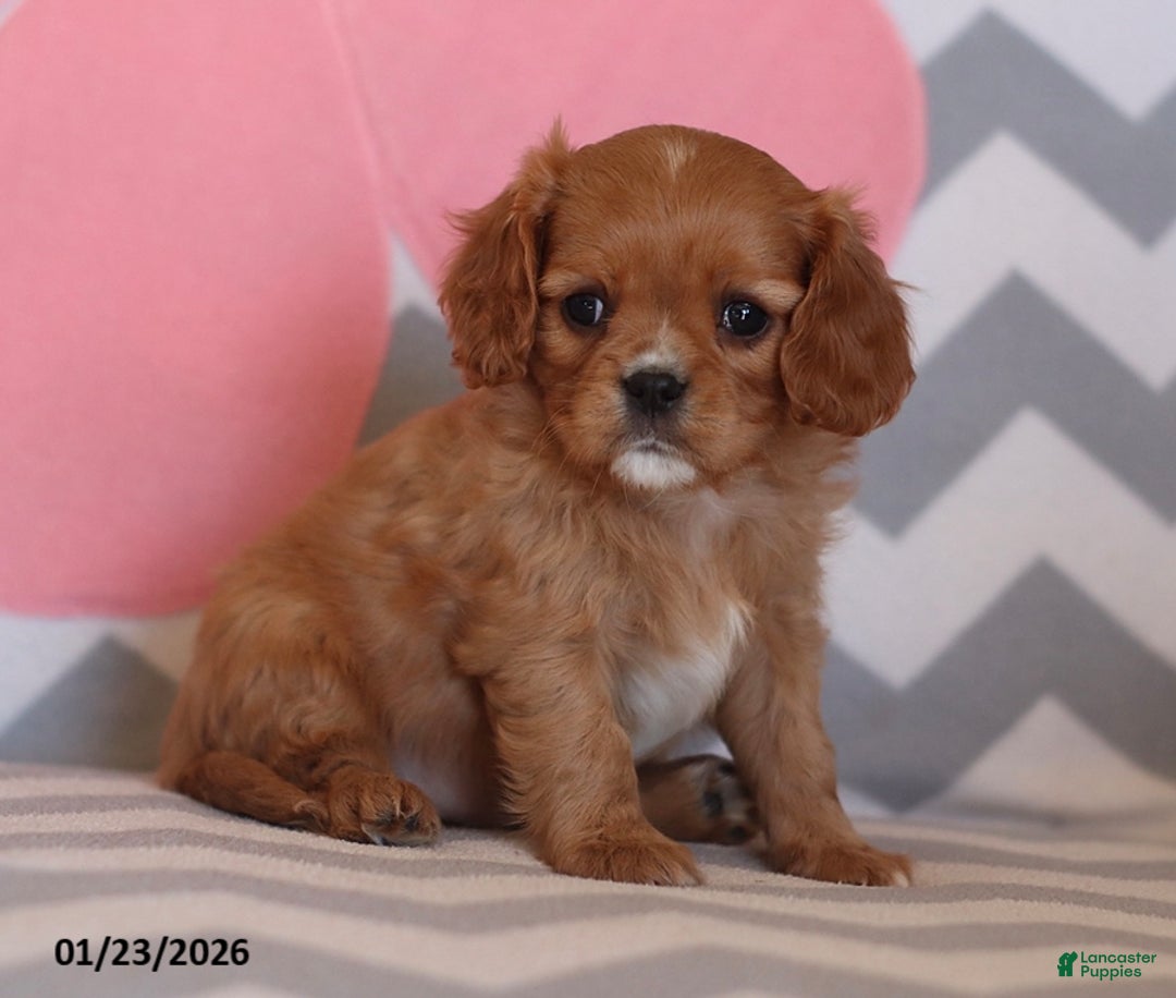 Cavalier King Charles Spaniel dogs for sale: Ivonna - Ad 1
