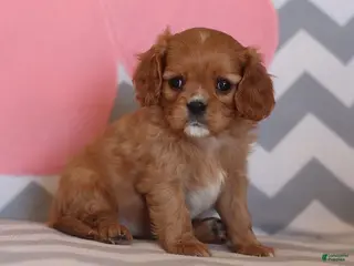 Cavalier King Charles Spaniel dogs Ivonna - Ad 11