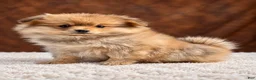 Pomeranian dogs for sale: Girl Bluey - Ad 4