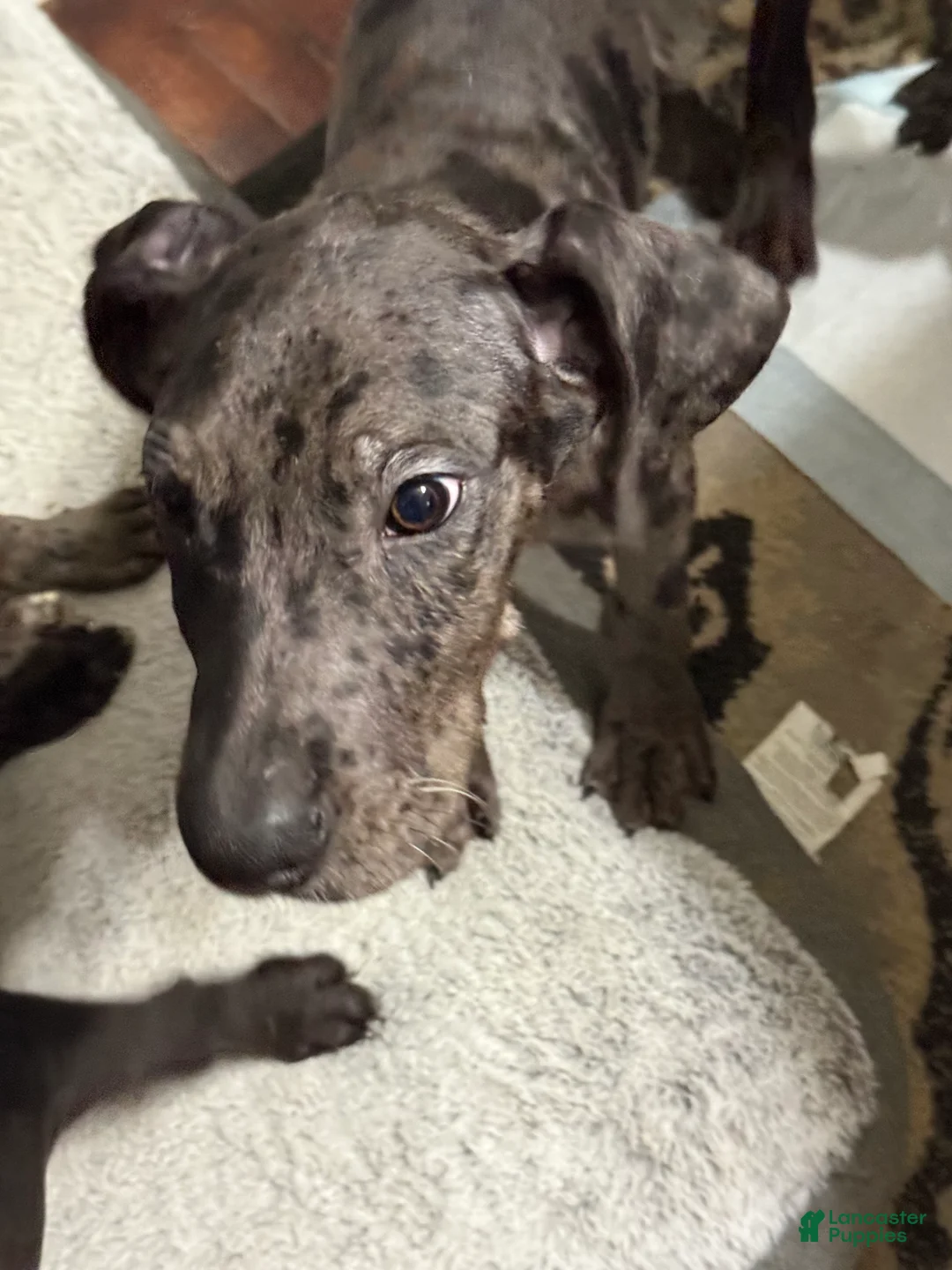 Great Dane dogs for sale: Athena  - Ad 8