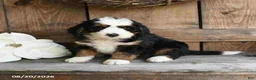 Mini Bernedoodle dogs for sale: Oscar - Ad 4