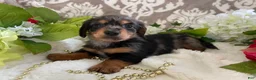 Miniature Dachshund dogs for sale: Kade - Ad 14