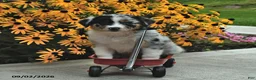 Australian Shepherd dogs for sale: Jewel - Ad 4