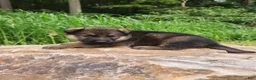 German Shepherd dogs for sale: German Shepherd 11 Trusa - Ad 4