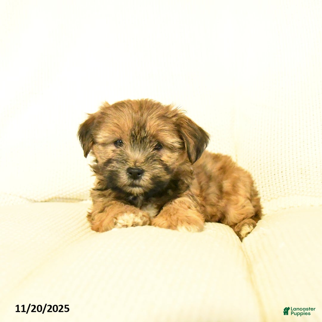 Yochon dogs for sale: Paige  - Ad 4