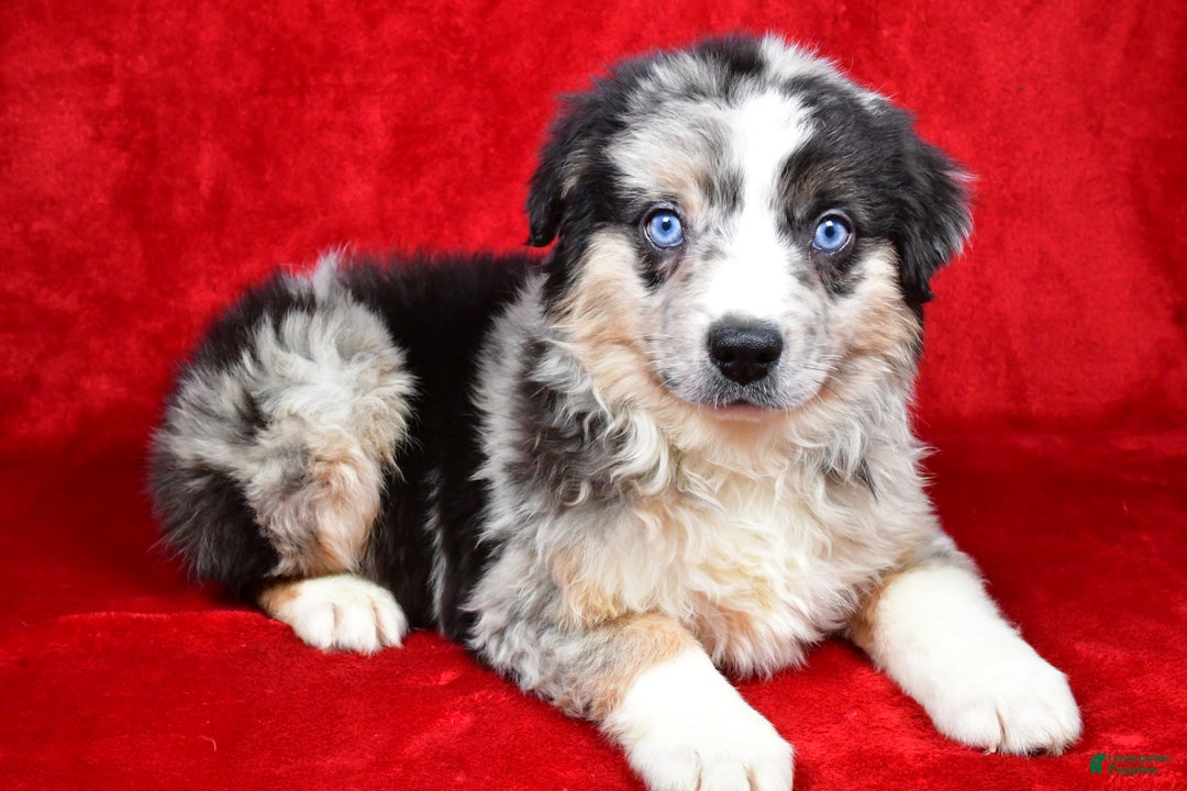 Miniature Australian Shepherd dogs for sale: Willy - Ad 6