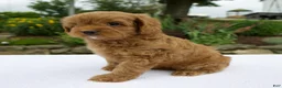 Cavapoo dogs for sale: Gage - Ad 3