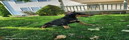 Doberman Pinscher dogs for sale: Kiara - Ad 7