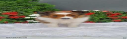Shetland Sheepdog dogs for sale: Rose - Ad 3